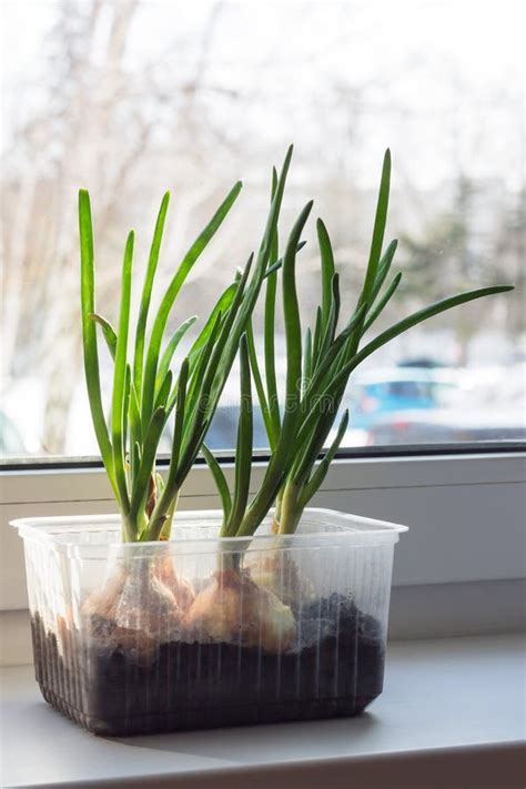 Growing Green Onions in a Plastic Container on the Windowsill Stock Photo - Image of fresh ...