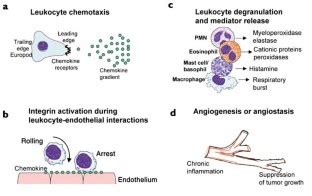 Chemokines: immunology's high impact factors | Nature Immunology