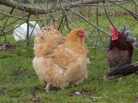 Orpington Full Range | BackYard Chickens - Learn How to Raise Chickens