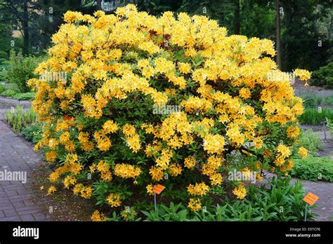 Yellow Rhododendron luteum azalea shrub in full bloom Stock Photo ...