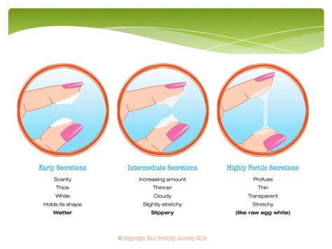 Cervical Mucus Stages Pregnancy