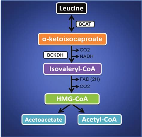 Leucine metabolism. Adapted from Smith, Marks and Liberman (2005). | Download Scientific Diagram