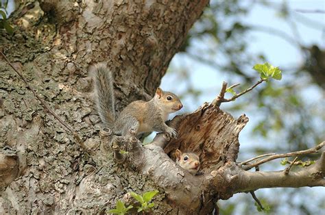 Different Types of Squirrel Nests and How they Make Them