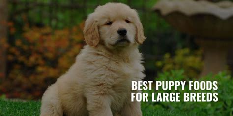 12 Best Puppy Foods for Large Breeds – Benefits, Brands & Reviews