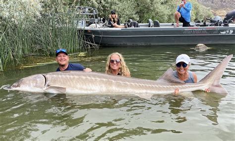 Record sturgeon catch described as ‘exceedingly rare’