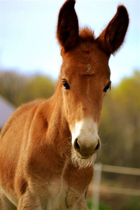 BABY MULE !! | HORSES.HORSES AND MORE HORSES | Pinterest