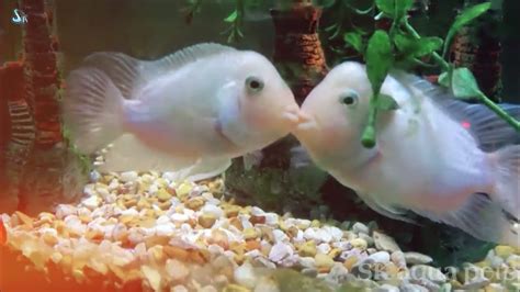 Kissing fish - YouTube