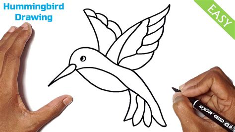 How to Draw a Hummingbird Step by Step Easy | Cute Hummingbird Drawing - YouTube