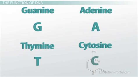 DNA: Complementary Base Pairing - YouTube