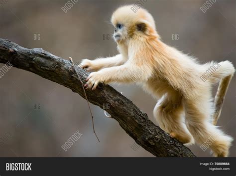 Baby Monkey Climb Tree Image & Photo (Free Trial) | Bigstock