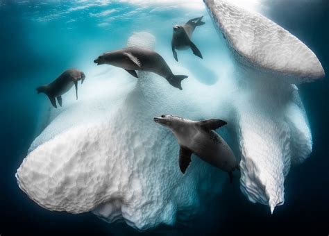 Eerie seal 'ballet' beneath Antarctic iceberg wins underwater photo ...