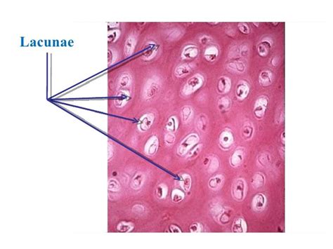 Cartilage