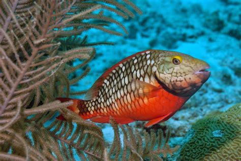 Salt Whistle Sailing: 5 INTERESTING FACTS ABOUT STOPLIGHT PARROTFISH