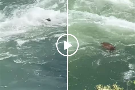 Watch as a Black Bear Is Nearly Swept Away In River Crossing