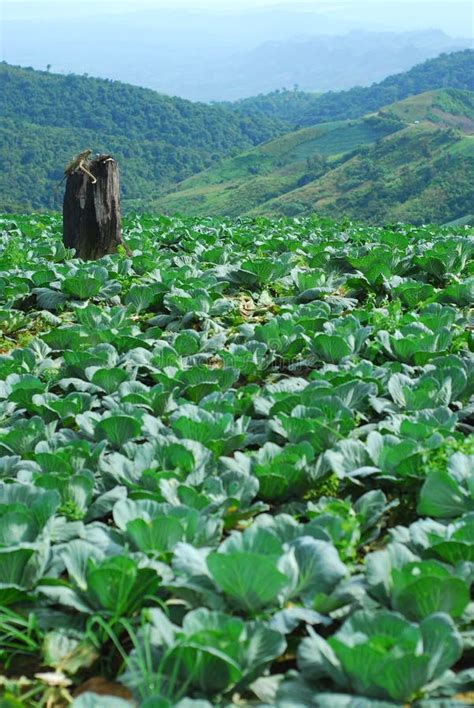 Phu Thap Boek, Phetchabun Province, Thailand Editorial Stock Photo - Image of religious ...