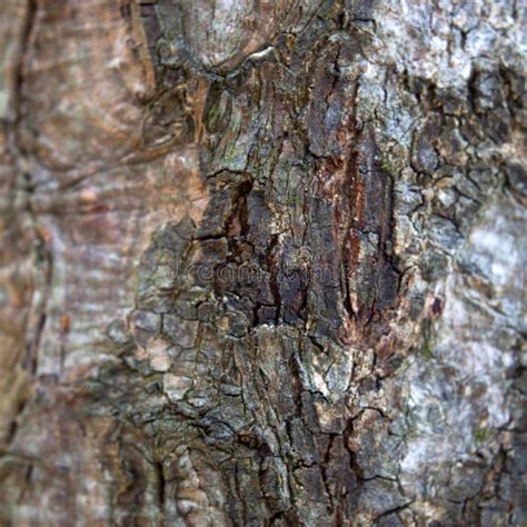 Cinnamon tree bark stock image. Image of kottayam, plantation - 31309347