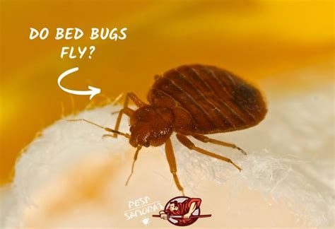Do Bed Bugs Fly? | Startling Facts and Prevention Tips - Pest Samurai