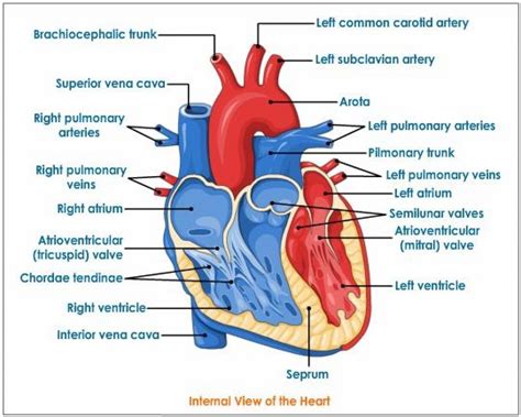 Human Heart Drawing With Labels