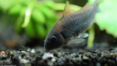 Cory Catfish: Care, Diet, Size, Tankmates & Lifespan - Video