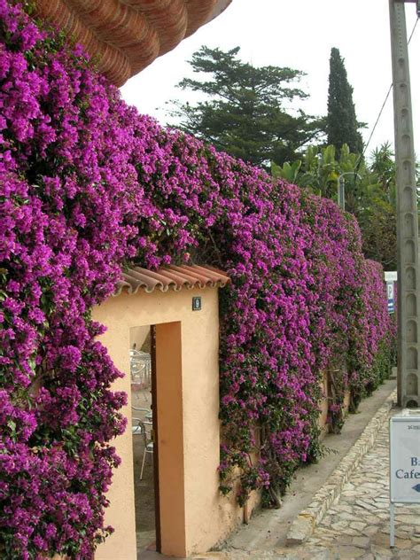 Bougainvillea..would look pretty on the fence Garden Hedges, Garden Vines, Front Yard Garden ...