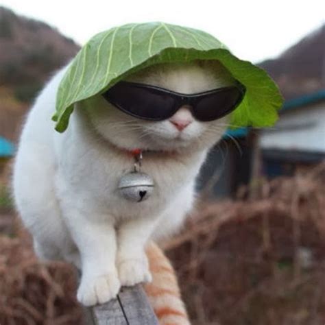 Funny Cat Sunglasses | Interesting Facts & Pictures | Funny And Cute Animals