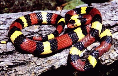 The Coral Snake - the Most Deadly Snake in the United States | HubPages