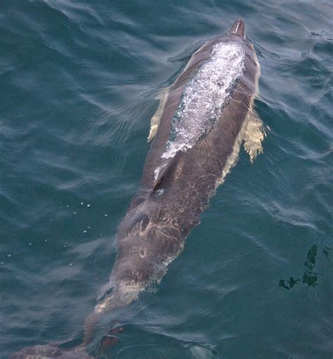 A Welsh Birder Abroad: Dolphins, dolphins everywhere, but not a bird to ...