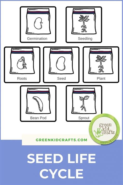 Seed Life Cycle Science Activity – Green Kid Crafts