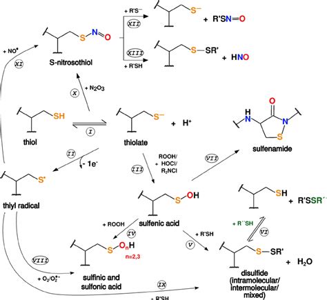 Most relevant thiol redox reaction pathways. Different routes of ...