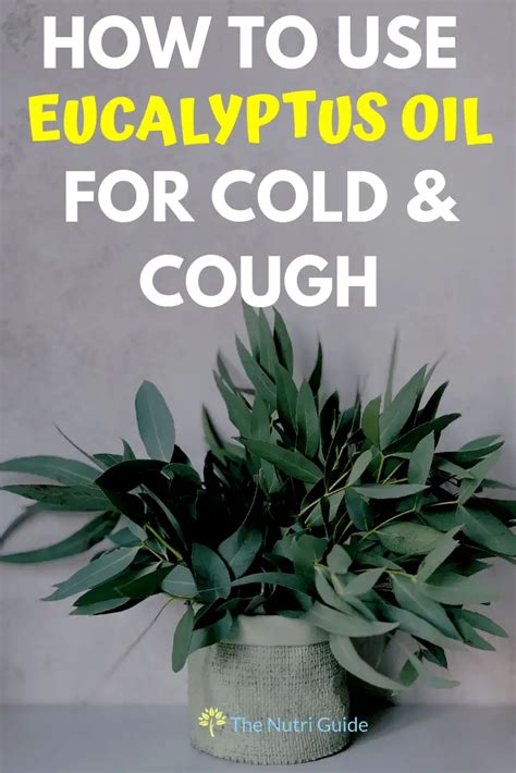 Eucalyptus Oil for Cold & Cough- Learn How to Use Eucalyptus Correctly