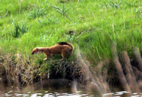 Stoat hunting along the bank | BirdForum