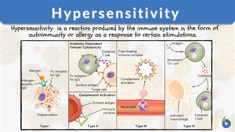 Hypersensitivity Definition and Examples - Biology Online Dictionary