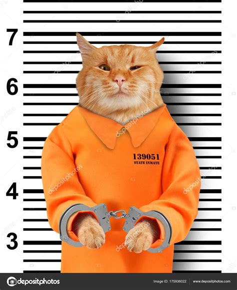 Bad Cat Handcuffs White Background Cat Wearing Orange Jump Suit Stock ...