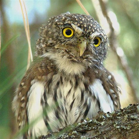 Northern Pygmy-Owl | Owl, Owl images, Hoot owl