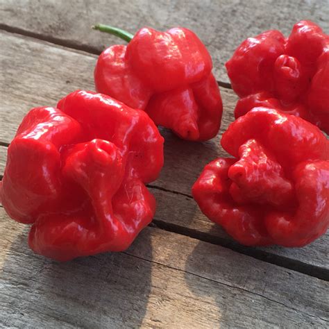 Trinidad Scorpion Moruga seeds – PepperSeedz