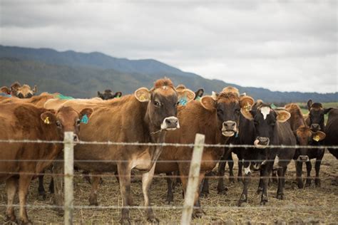 Dairy Cow | Farm Watch | Flickr