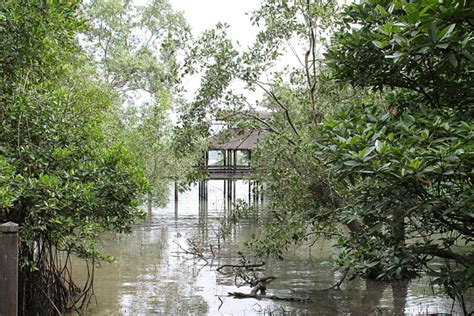 Searching For Crocodiles at Sungei Buloh Wetland Reserve, Singapore