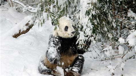 This Video Of Pandas Playing In The Snow At The National Zoo Is Pure Joy