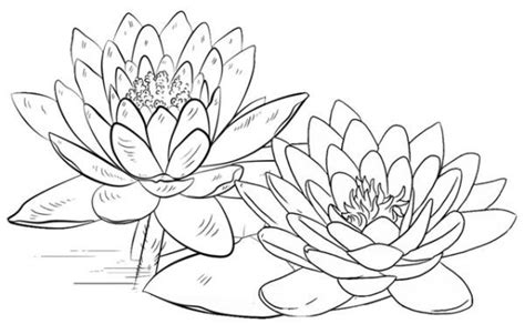 Lotus Coloring Pages