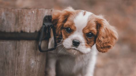 4K Puppy Wallpapers - Top Free 4K Puppy Backgrounds - WallpaperAccess