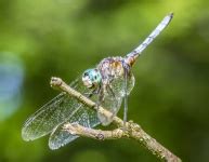 Dragonfly Or Damselfly Free Stock Photo - Public Domain Pictures