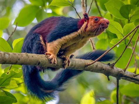 Malabar giant squirrel: Remarkable multicoloured rodent photographed in ...