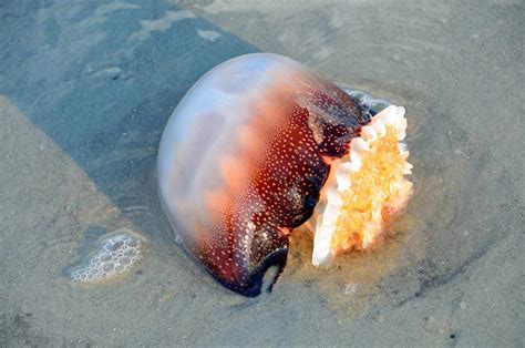 Cannonball Jellyfish