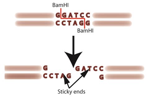 Restriction Enzyme Analysis: How to Make the Cut