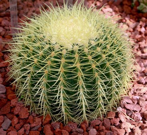 Barrel Cactus - Learn About Nature