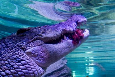 SEA LIFE Melbourne Aquarium's giant crocodile enjoys first public meal ...