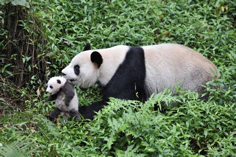 The baby of a giant panda is just 1/800th of his mother's weight on ...