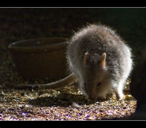 Rufous Bettong | (Aepyprymnus rufescens) The Rufous Bettong … | Flickr