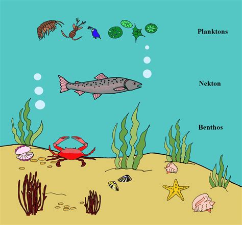 Plankton, Nekton, and Benthos are not the components of one of the ecosystems which are(A ...