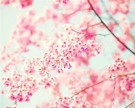 Pink Cherry Blossoms 705216 Stock Photo at Vecteezy